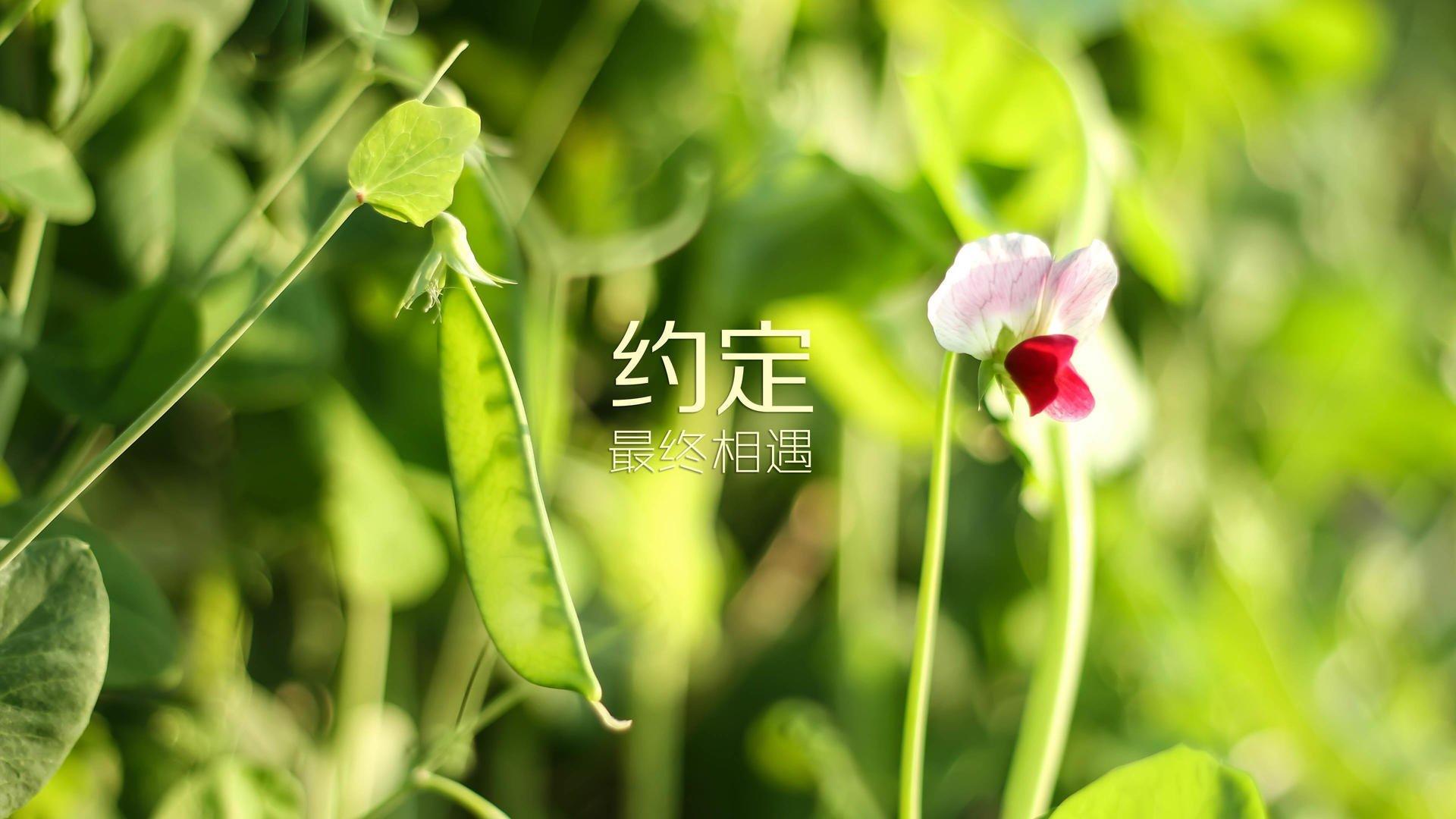 伊普斯维奇城：22年后重返英超，伊普斯威奇