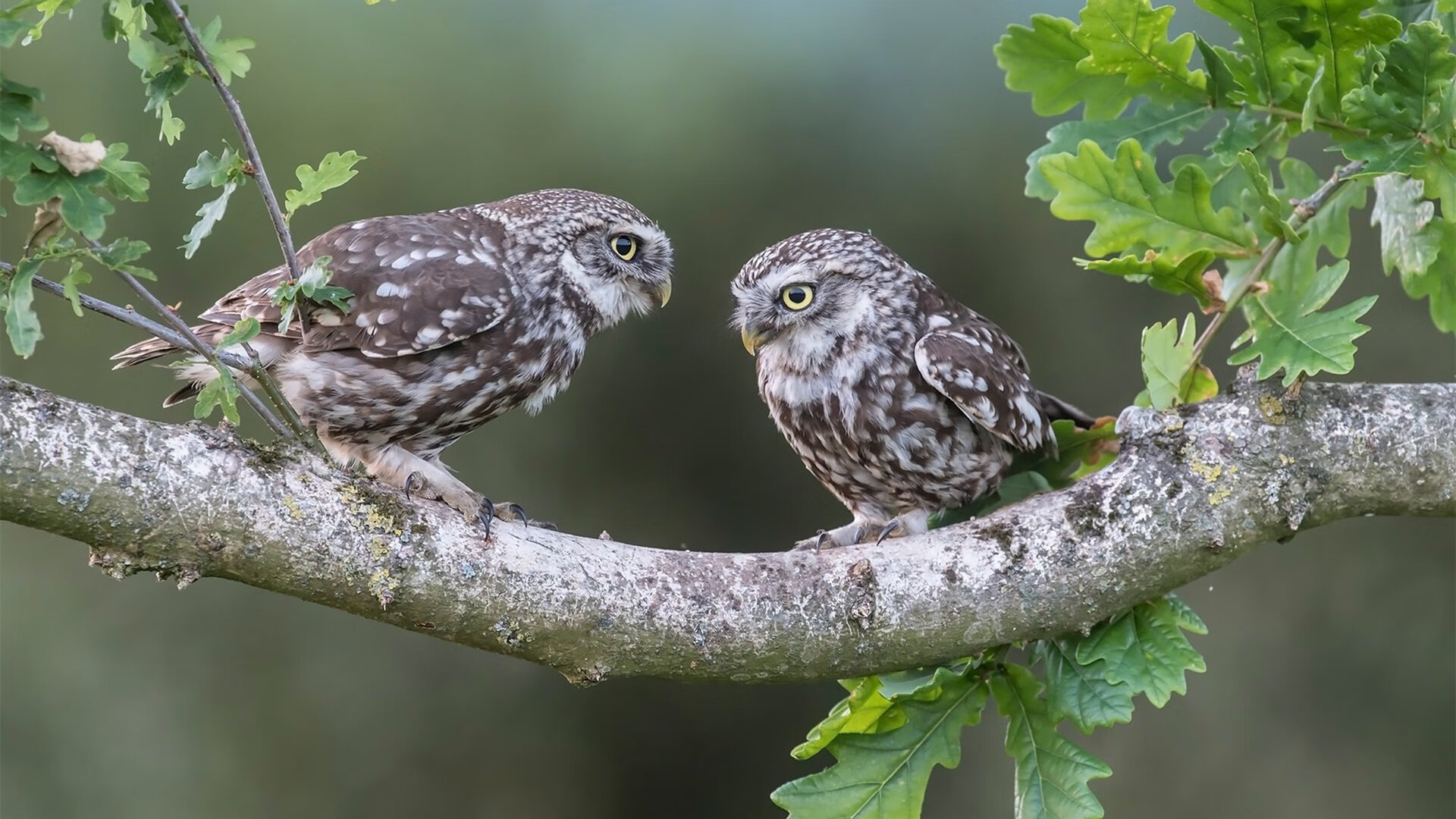 开云平台-多特蒙德主场失利，德甲领头羊之位不保，多特蒙德球赛