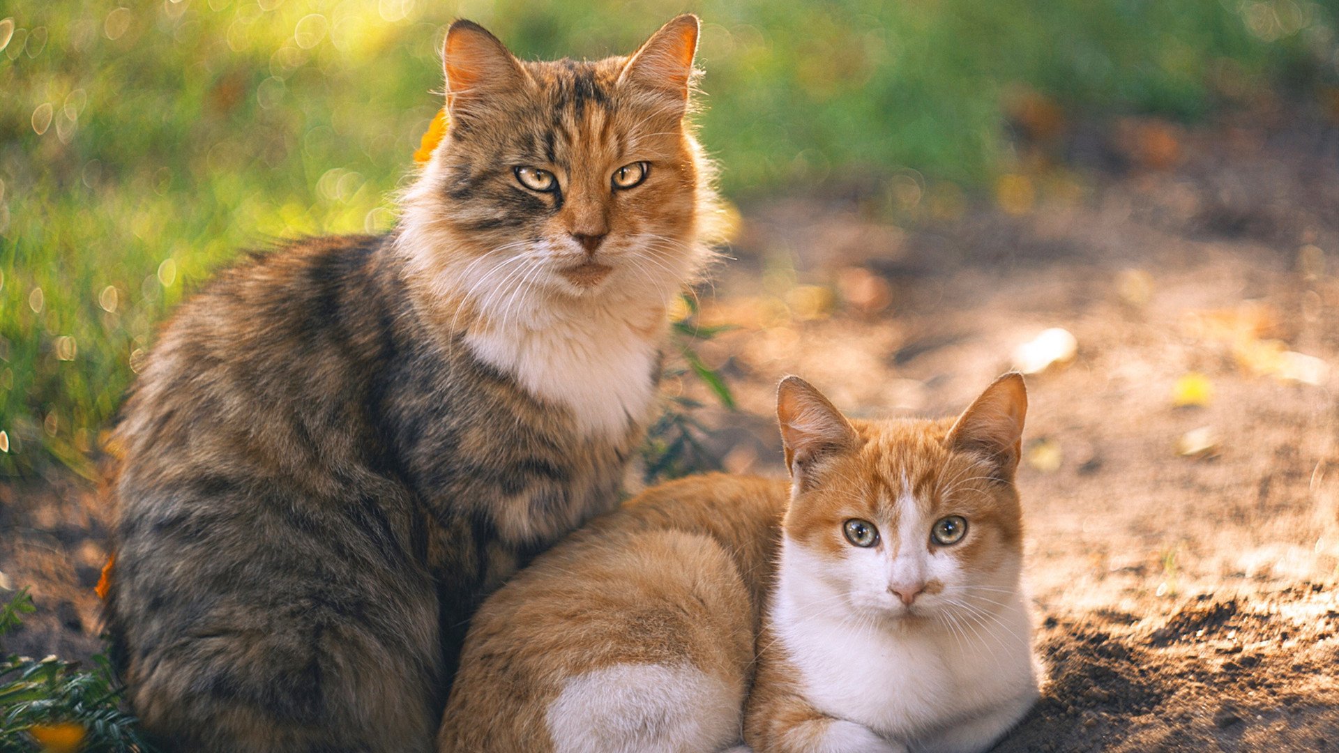 开云入口-女足联赛引进国际先进训练方法，女足技术