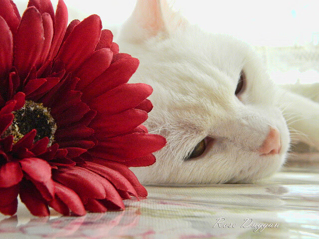 意甲经典战役重演,历史情怀激荡,意甲经典比赛