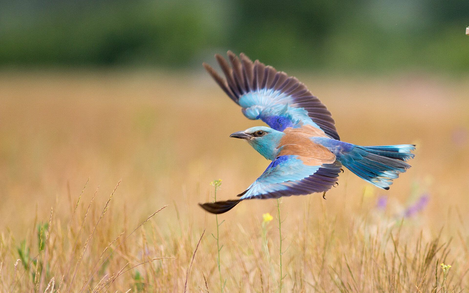 KAIYUNAPP-拜仁慕尼黑客场3-2逆转美因茨，继续领跑积分榜，拜仁慕尼黑433