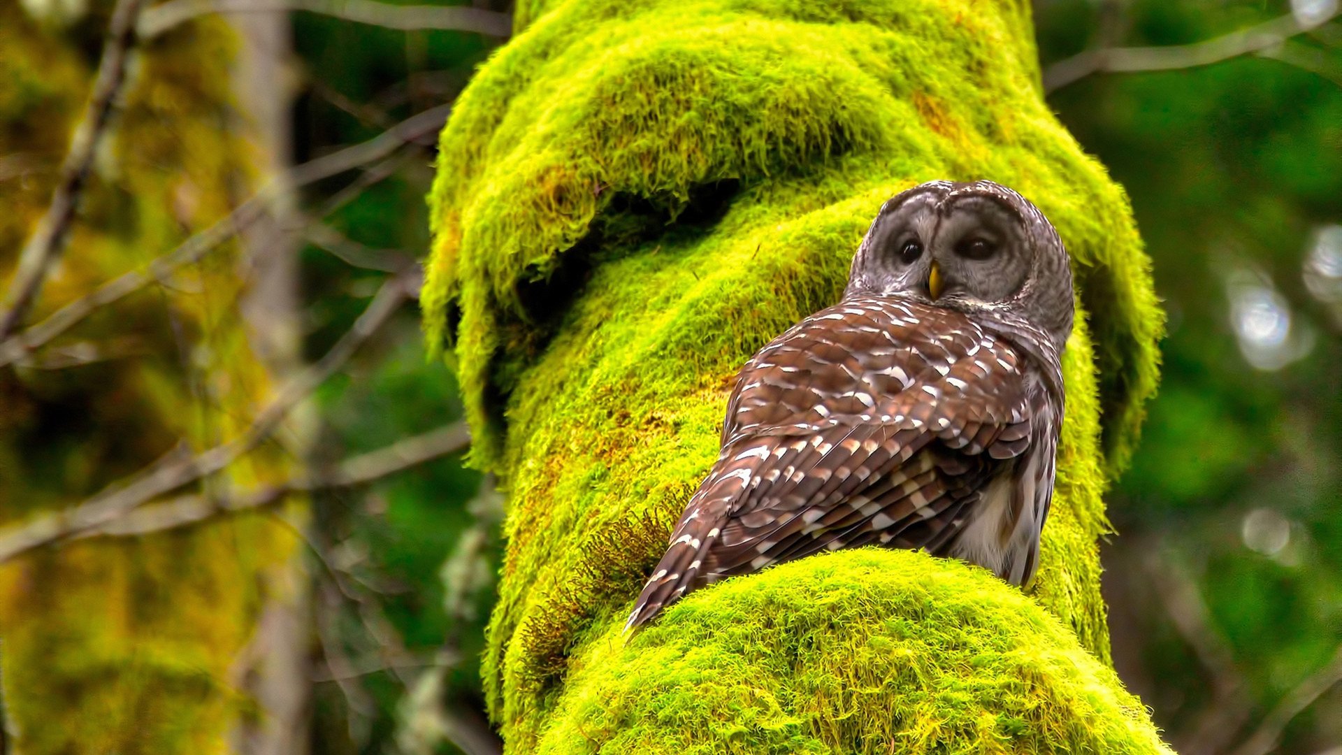 开云入口-湖人主场火力全开詹姆斯统治攻防，湖人队詹姆斯nba全过程