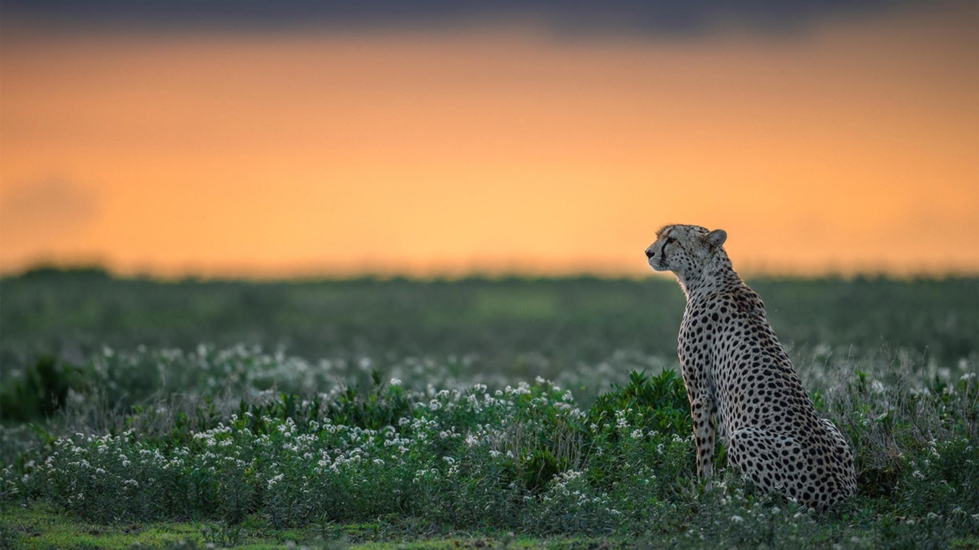 开云官方网站-皇马主席弗洛伦蒂诺荣膺环球足球最佳主席奖，皇马赞助flyemirates