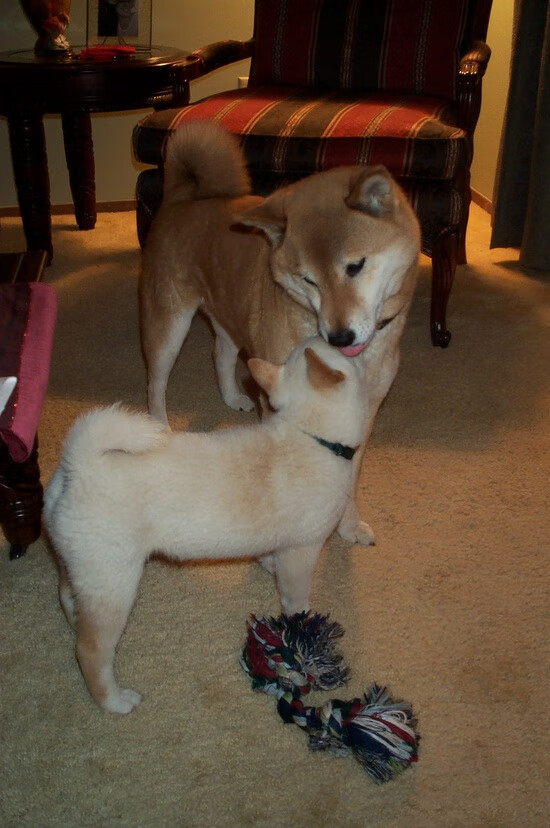 纽卡斯尔联客场0-2不敌曼城,争四形势堪忧,纽卡斯尔5_0曼联