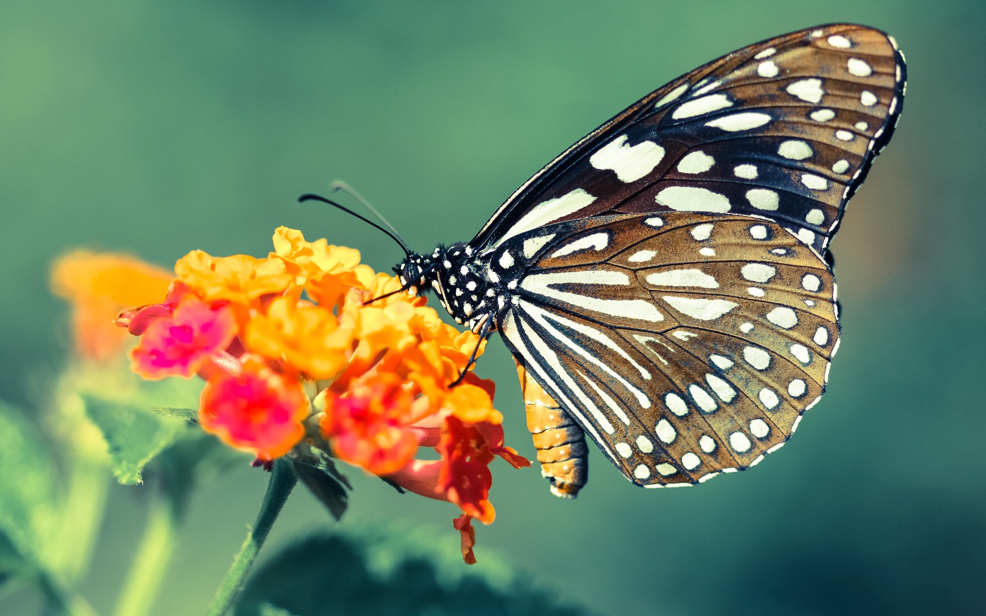 开云平台-缅因凯尔特人球员入选全明星，凯缅因猫凯米尔色