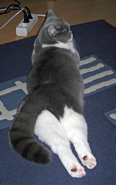 足球比赛现场充满激烈的对抗和挑战,这场足球比赛精彩纷呈,比赛双方均使出了浑身解数