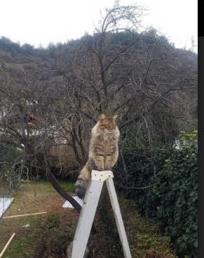 阿斯顿维拉主场逼平沃特福德,难以取胜,阿斯顿维拉球迷