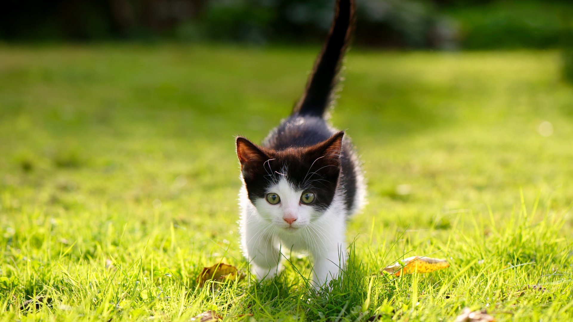 全国青少年足球赛云南站赛事精彩纷呈,全国青少年足球赛云南站赛事精彩纷呈视频