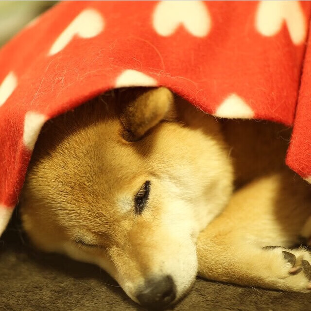 篮球运动员竞技心理调节策略及其应用效果评估,篮球运动员心理素质的重要性