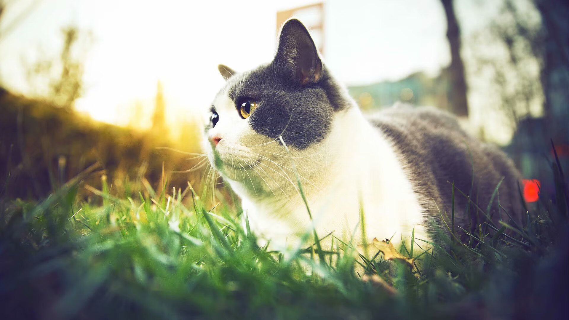 kaiyun官方网站-埃及队未来发展：加强心理素质培养，提升比赛稳定性，埃及国家队阵容状况