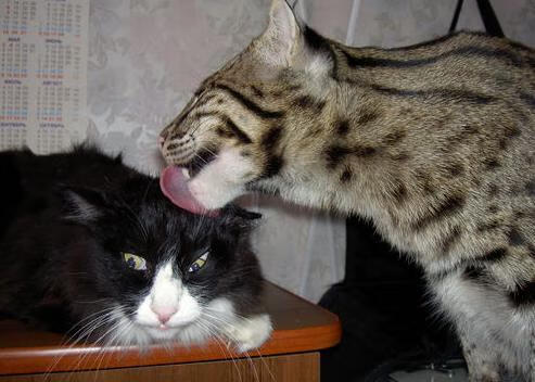 女排超级联赛强强对决比赛火爆,女排超级联赛最新战报