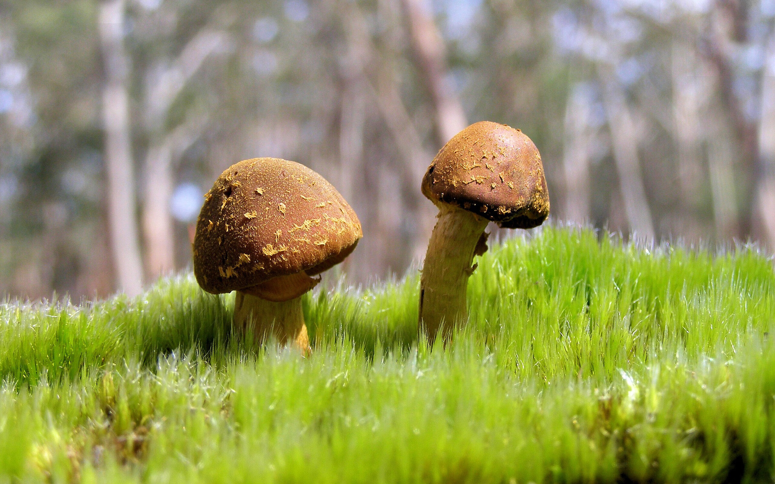 职业球员心理健康支持不足,职业球员心理健康支持不足有哪些