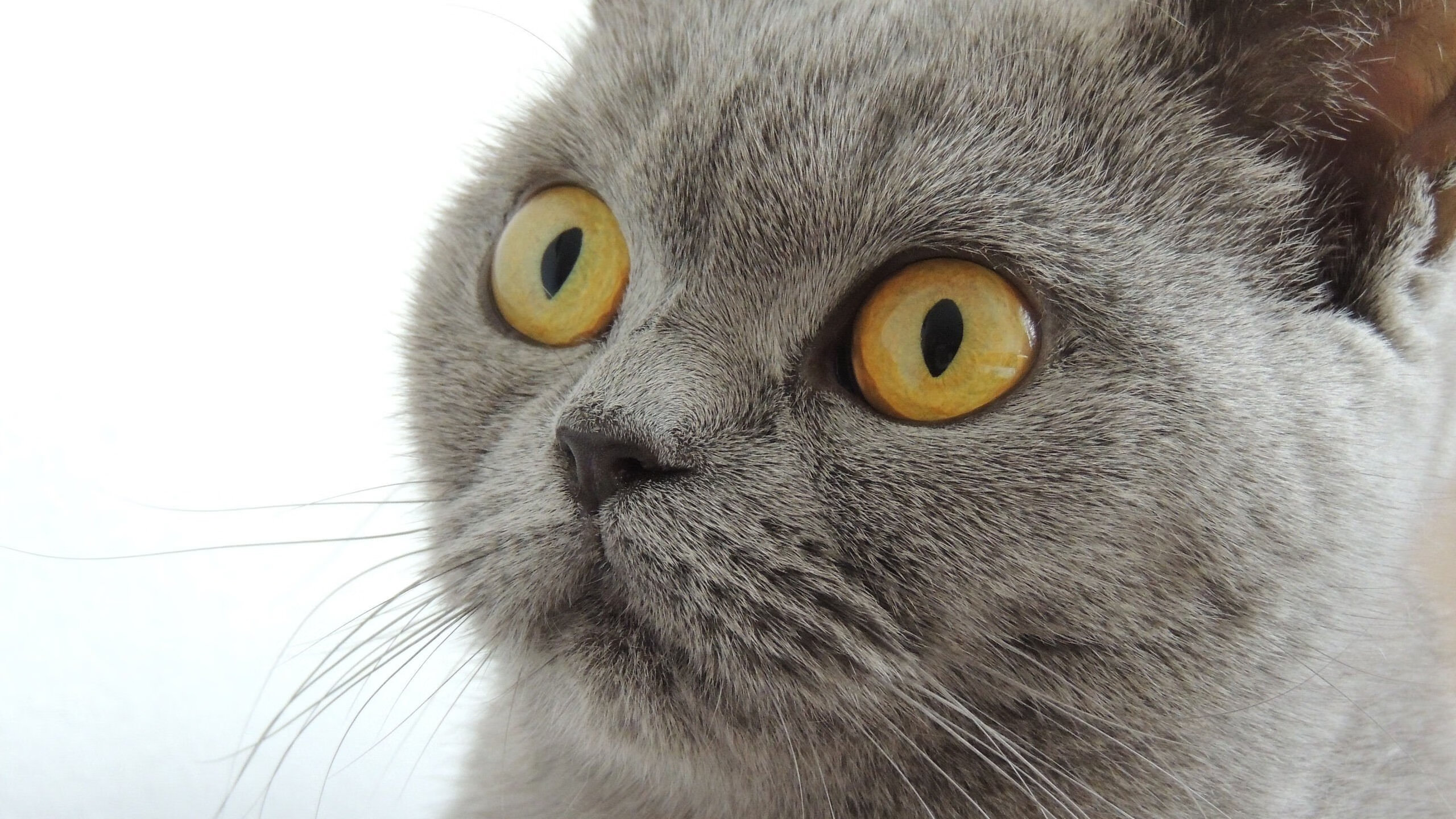 解析埃及赛制:如何构建健全的乒乓竞争体系,埃及乒乓球公开赛