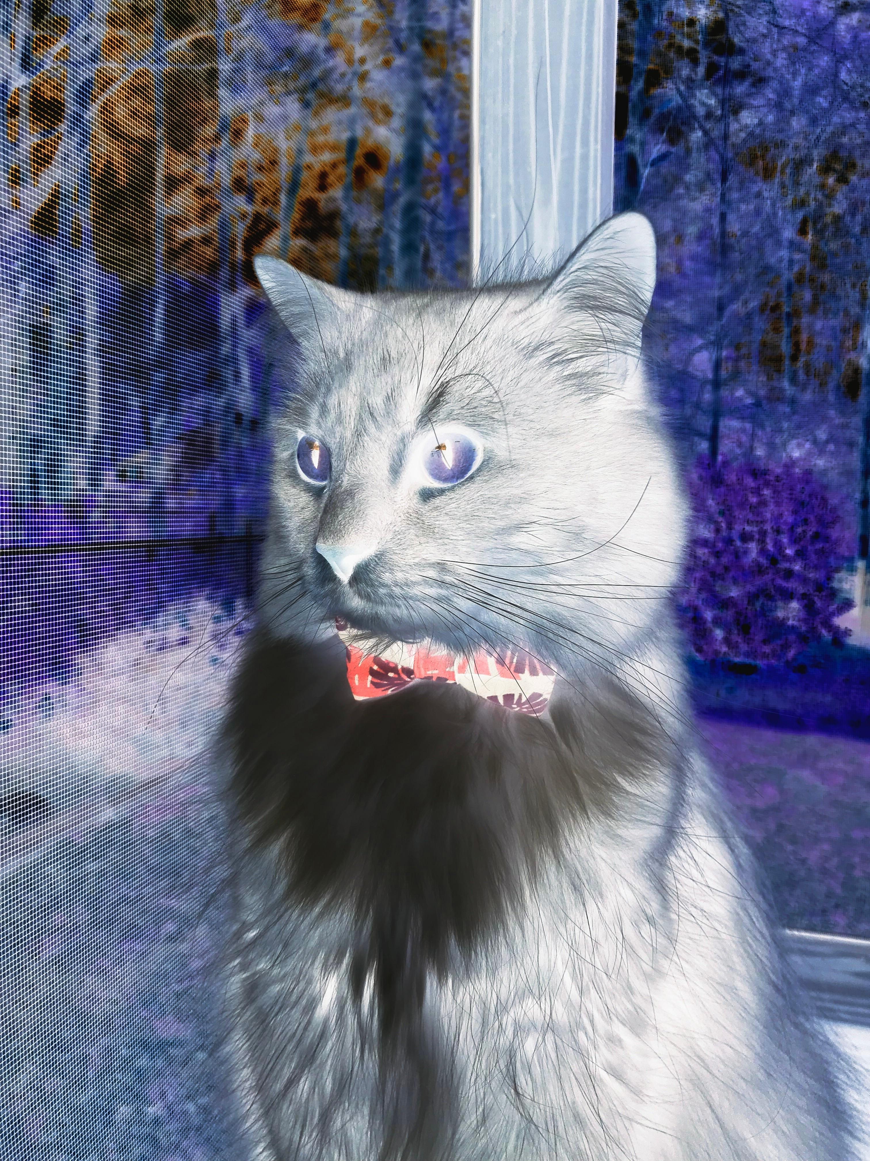 kaiyun体育综合-“阿根廷橄榄球未来之星：马丁·高尔西的全面崛起”