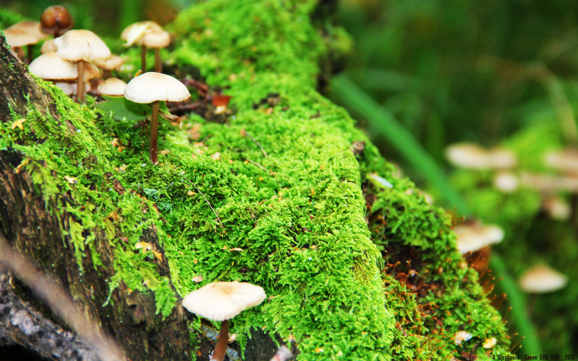 乔·莫伊:强悍的防守和无懈可击的scrum技术,给对方进攻施加巨大压力