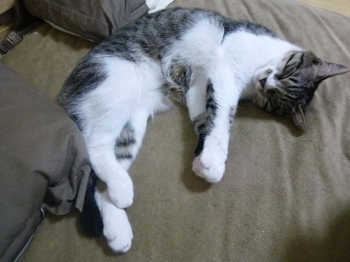 国王队内组织趣味竞赛增强球员之间默契,国王队的口号