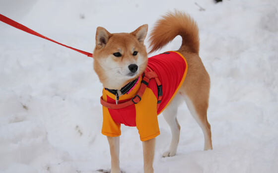 国家队定期开展体能评估优化球员个人训练计划,国家队体能训练方案