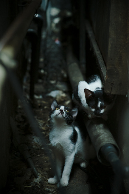 尼尔·巴特尔凭借出色的防守,帮助袋鼠队在关键比赛中逆转局势