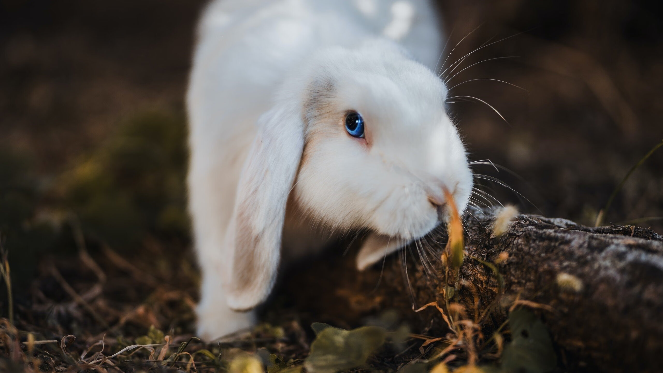 意甲豪门巅峰战：攻防两端的精彩比拼，意甲被降级的豪门俱乐部