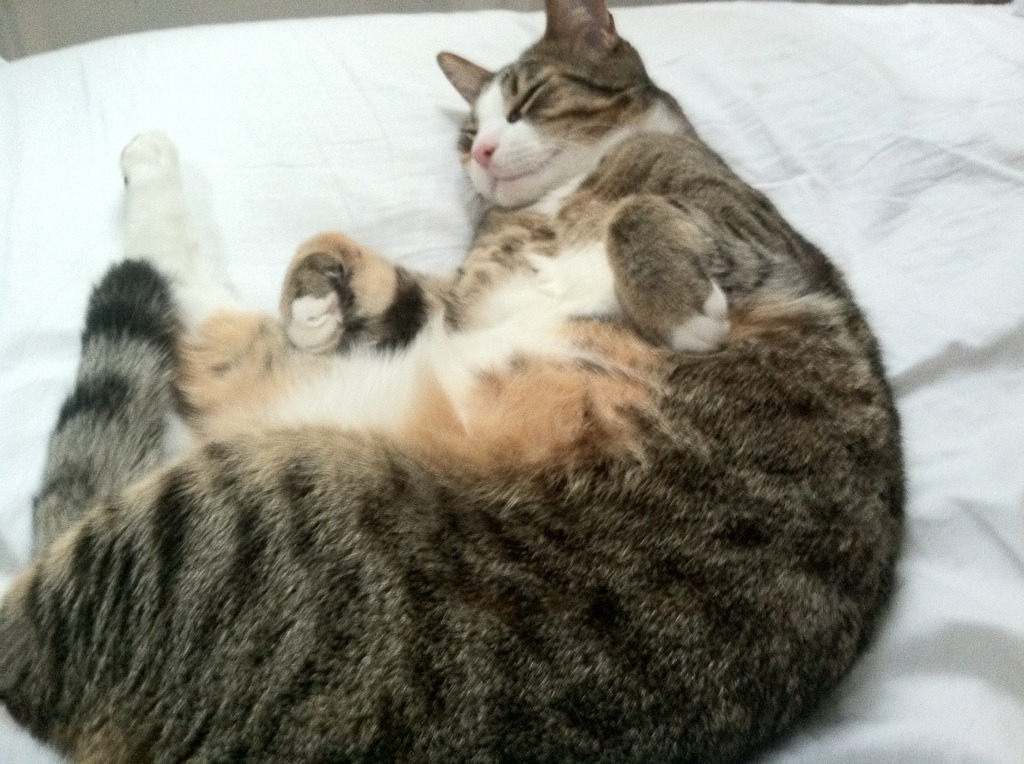 开云·体育官网-数字化赛事管理平台实现多赛事同时直播，提升运营效率，数字化赛道是什么