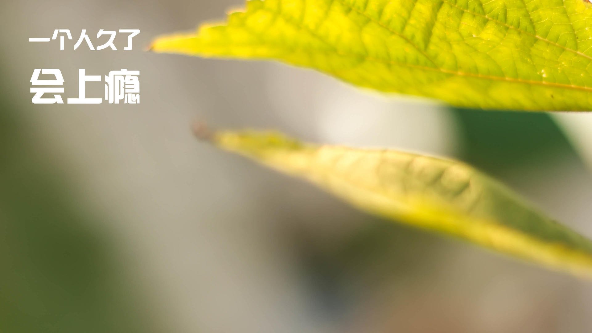 开云·Kaiyun网页版-独行侠进攻端多点开花轻取对手，独行侠队控卫