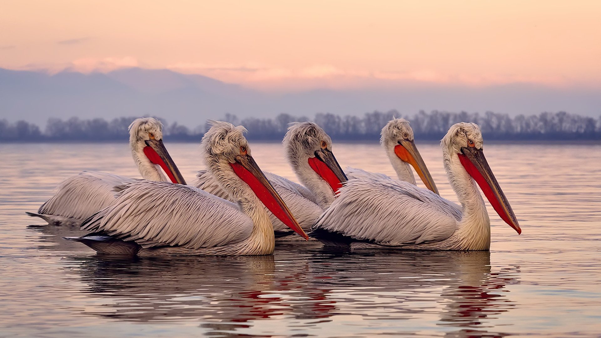 职业联赛整合各级赛事内容推动纵向传播联动，职业联赛体系
