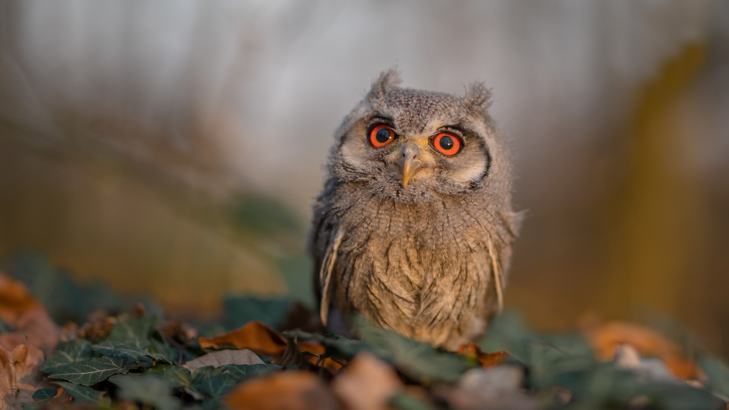 非洲锦标赛中，南非队奋勇拼搏，冲击历史第一高光，南非洲杯小组赛